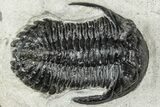 Hollardops Trilobite Fossil - Ofaten, Morocco #311129-1